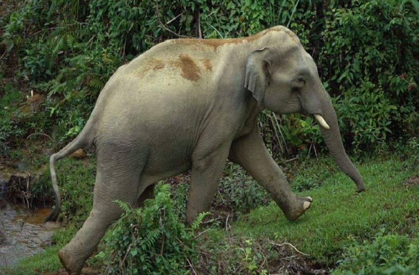 বাঁশখালীতে বন্য হাতির আক্রমণে বৃদ্ধার মৃত্যু